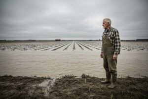 Vlada će sanirati štete u poljoprivredi