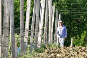 Prva berba dalmatinskog crljenka u Kutjevu