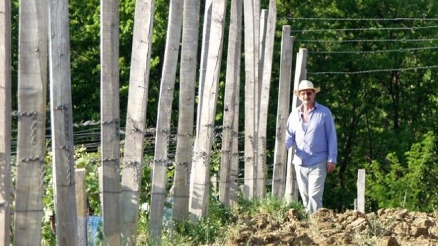 Prva berba dalmatinskog crljenka u Kutjevu