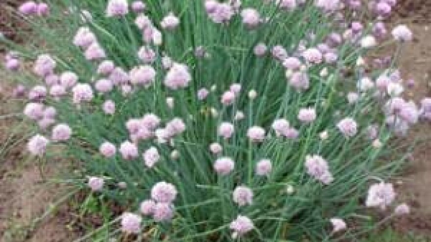 Vlasac i krupnoglavi češnjak