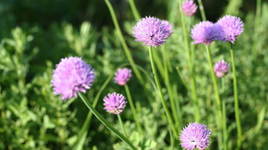 Vlasac - ukusni, dekorativni i ljekoviti luk