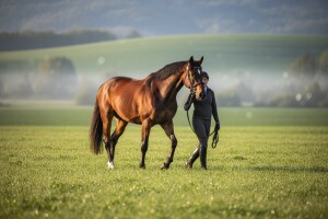 Vlasnici konja: predajte zahtjeve za potporu