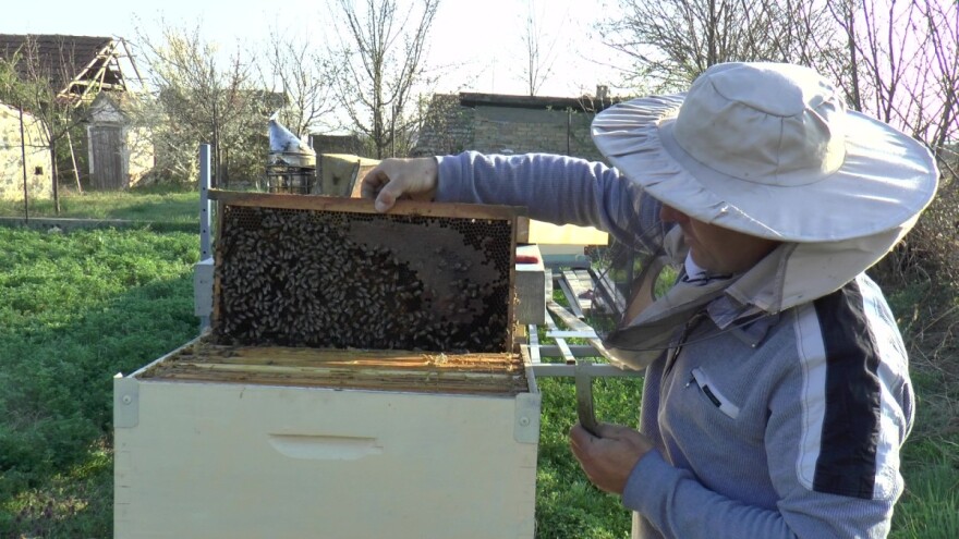 Uprkos alergiji, zavoleo pčele i pčelarenje