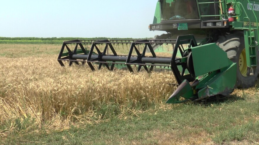 Nema prelaznih zaliha pšenice - ko može neka lageruje