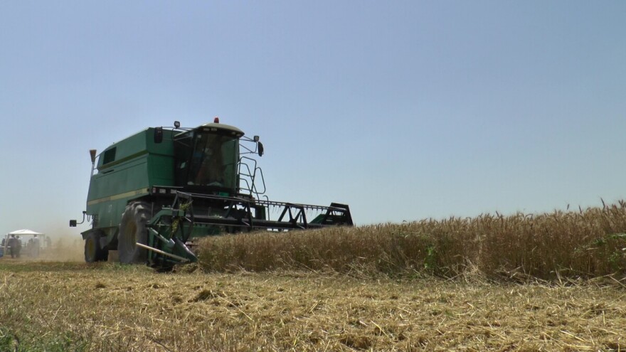 Vojvođanski paori očekuju skromnu zaradu na pšenici