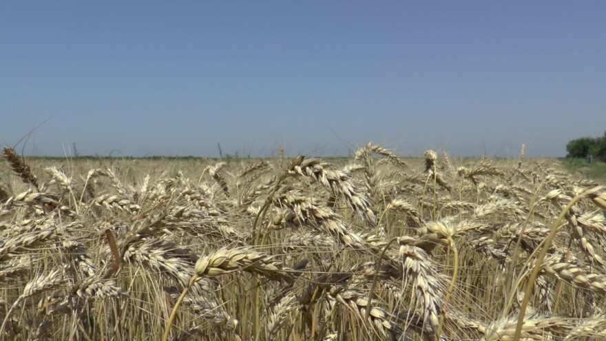 Direkcija za robne rezerve kupuje pšenicu!