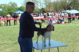 Biglovi šampionskog porijekla traženi na tri kontinenta