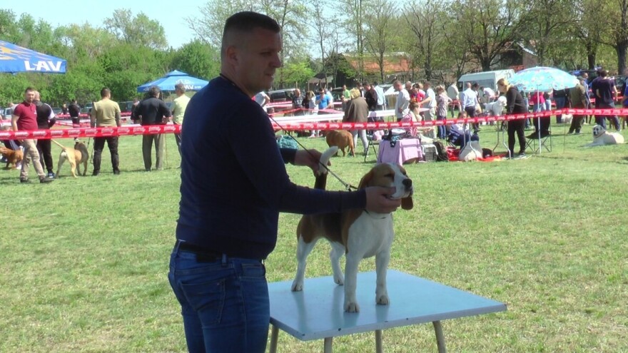 Biglovi šampionskog porijekla traženi na tri kontinenta