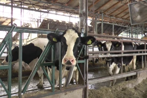 Krave same ulaze u robot za mužu - mleka je više i boljeg kvaliteta