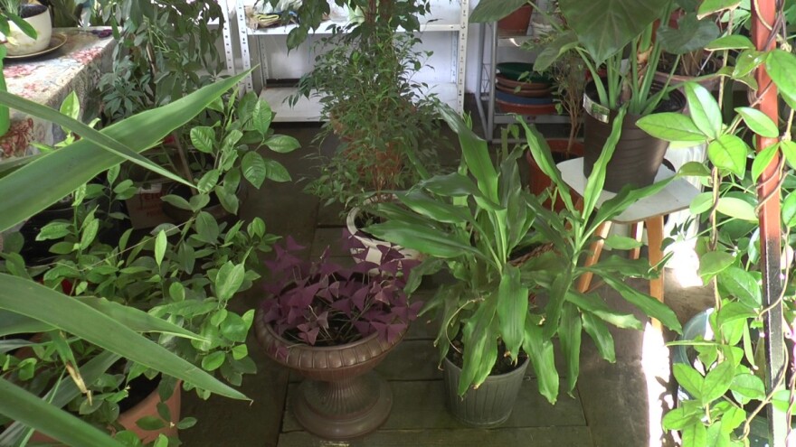 U Drljanu otvoren hotel za cveće i drveće