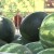 Velika količina zrelih lubenica "zagušila" tržište i usporila prodaju