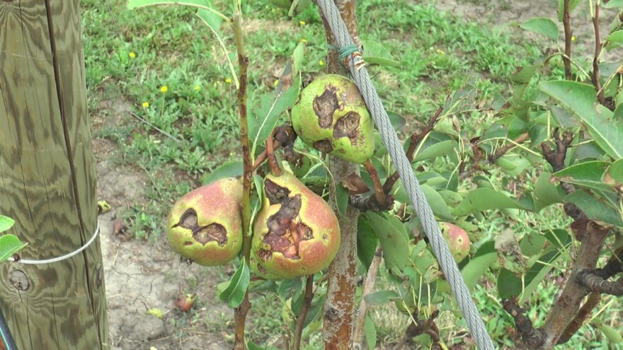 Velika šteta na usevima posle julske oluje - teško proceniti koliko?