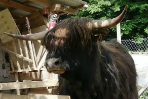 Škotska visinska goveda - nezahtjevne "žive kosilice" koje daju odlično meso