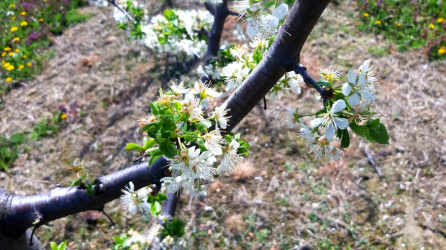 Mraz ipak nije svo voće poharao i obrao! Neki su dobro prošli