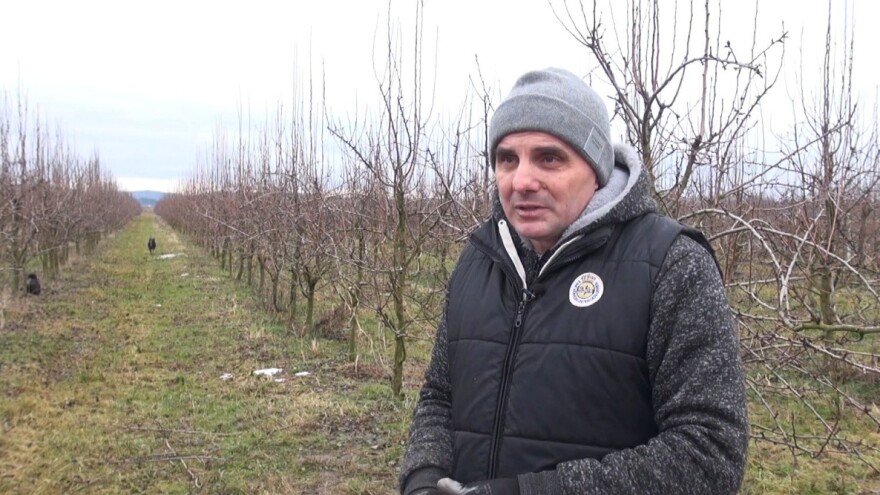 Zbog lošeg plasmana voćari priželjkuju manje uroda