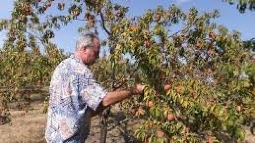 Smanjite stres na voćkama!
