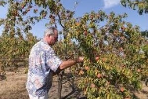 Kako smanjiti stres na voćkama?