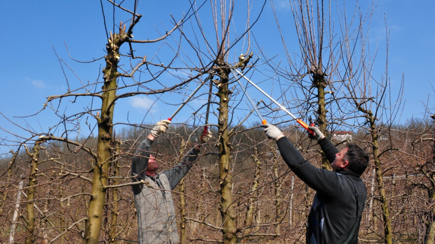 Treba znati voćku orezati, a sve manje profesionalnih rezača