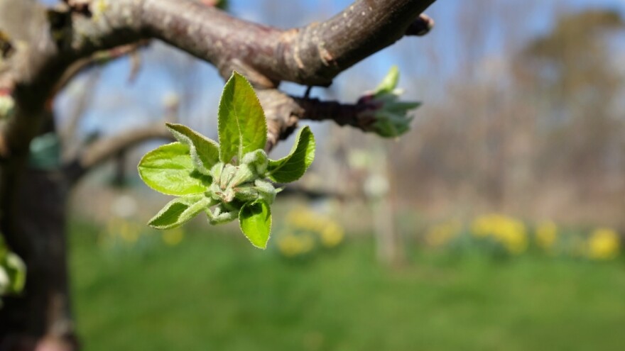 Preventivna zaštita pupoljaka od smrzavanja