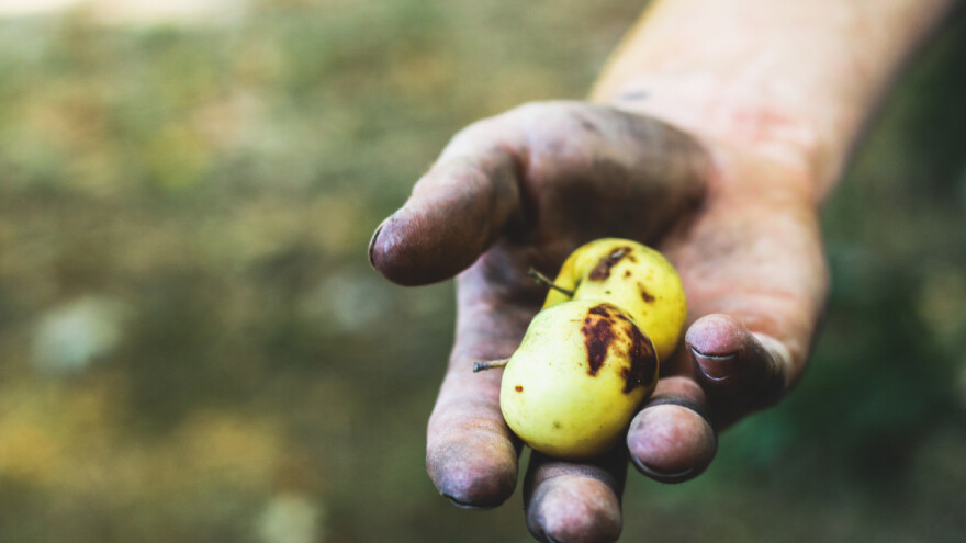 Prijedorski voćari: Nismo mogli osigurati voćnjake, a onda se dogodio najgori scenario