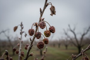 Voćari i povrćari u nezavidnoj situaciji