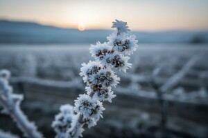 Voćari i vinogradari zbrajaju štete koje su i 80%
