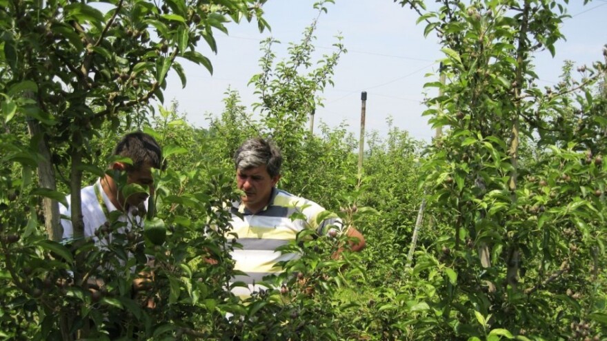 Voćari u problemima, traže zaštitu države!
