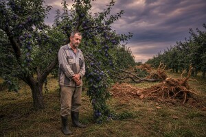 Voćari krče nasade koje je financirala država