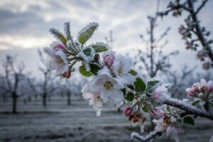 Voćari mole pomoć - štete 950 milijuna kn