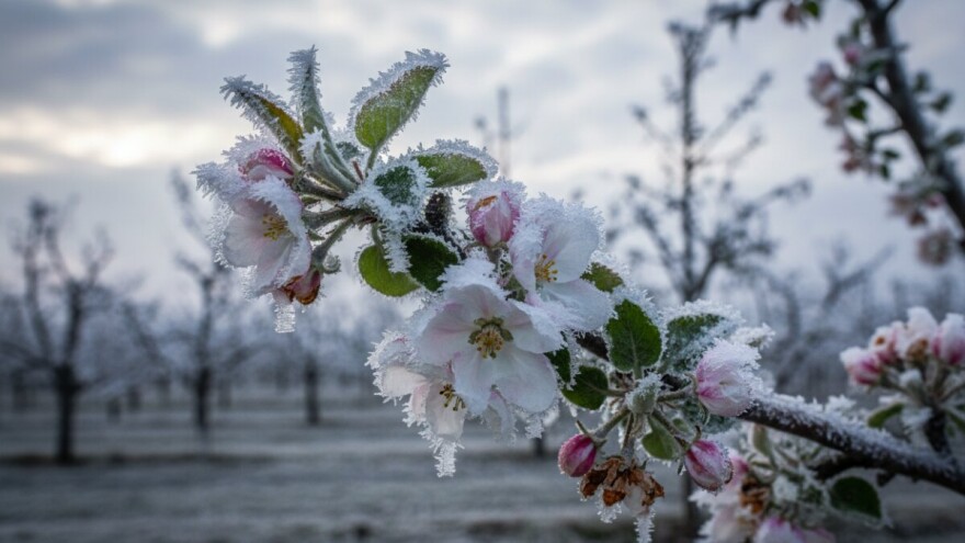 Voćari mole pomoć - štete 950 milijuna kn