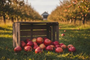 Voćari pozvali na bojkot uvoznih jabuka