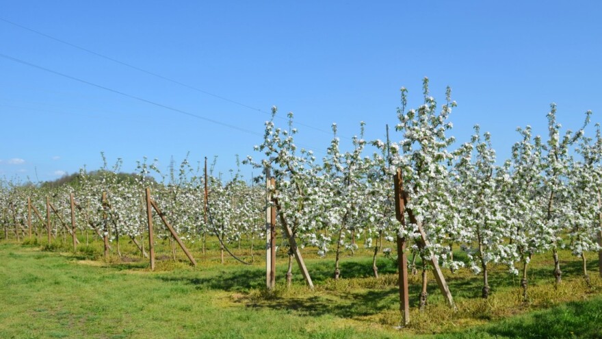 Loše kontrole i neulaganje u proizvodnju dovode do smanjenja površina pod voćkama?