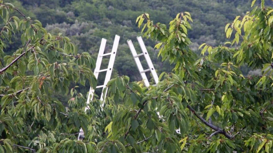 Kako su voćke nakon suše?