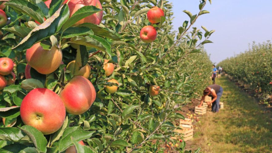 Voćari zadovoljni cijenom, a računaju i na izvoz