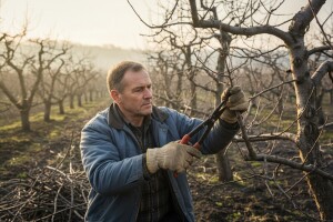 Voćari u završnoj fazi rezidbe