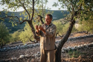 Voćari Zagore se okreću uzgoju bajama