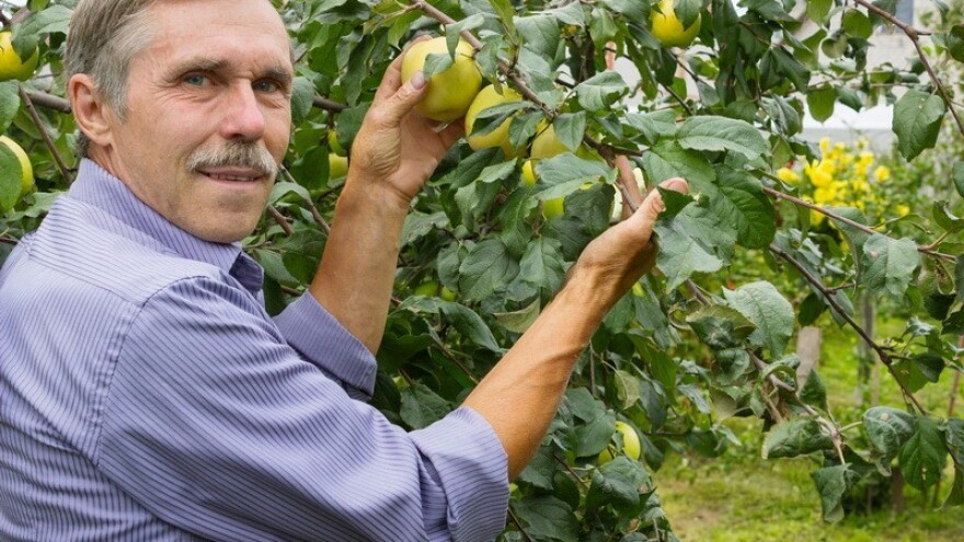 Berbe jabuka počinju za desetak dana