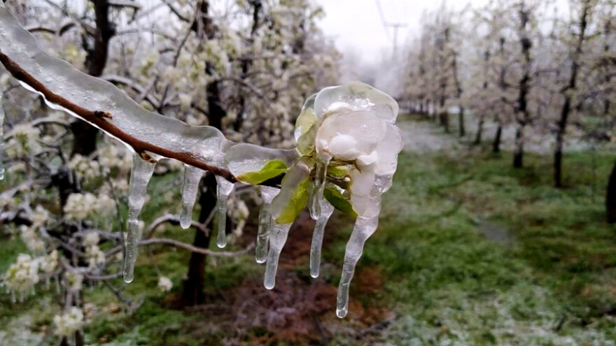 Prijedorskim voćarima isplata pomoći za štetu od mraza