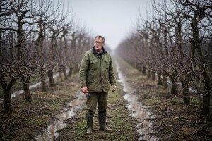 Voćarska proizvodnja postala je robija?