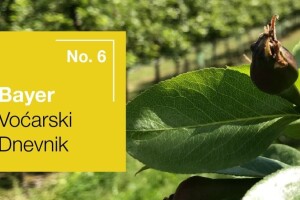 Bayer voćarski dnevnik No. 6 - obavijest proizvođačima kruške