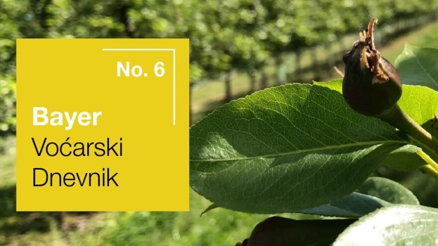 Bayer voćarski dnevnik No. 6 - obavijest proizvođačima kruške