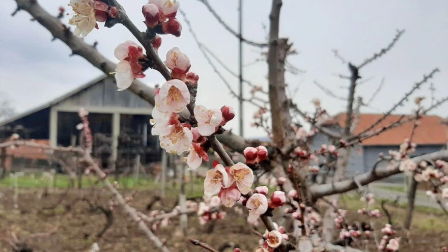 Problematična sezona za voćare počinje - strah opravdan?