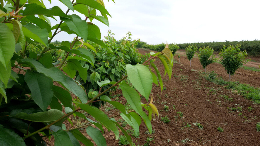 Koje sorte voća imaju zadovoljavajuću rodnost čak i u ekstremnim uslovima?