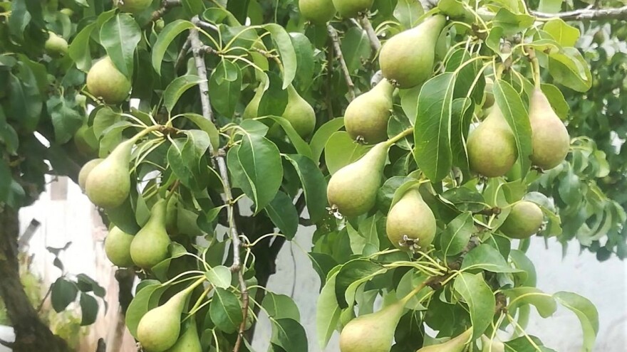 Koji proizvođači voća  vide spas u osnivanju zadruge?