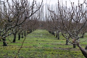 Proljetno đubrenje voćnjaka, vinograda i maslinika - obavite ga na vrijeme