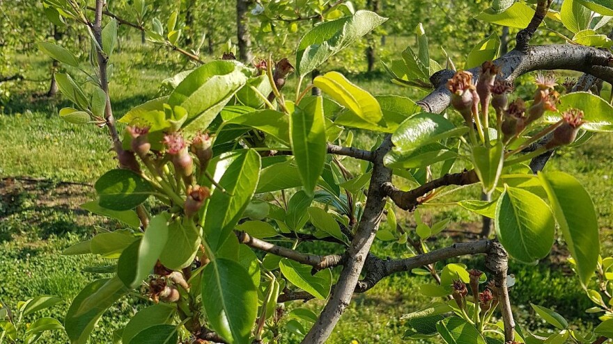 Stiže konkretna pomoć poljoprivrednim proizvođačima - CARPO aplikacija