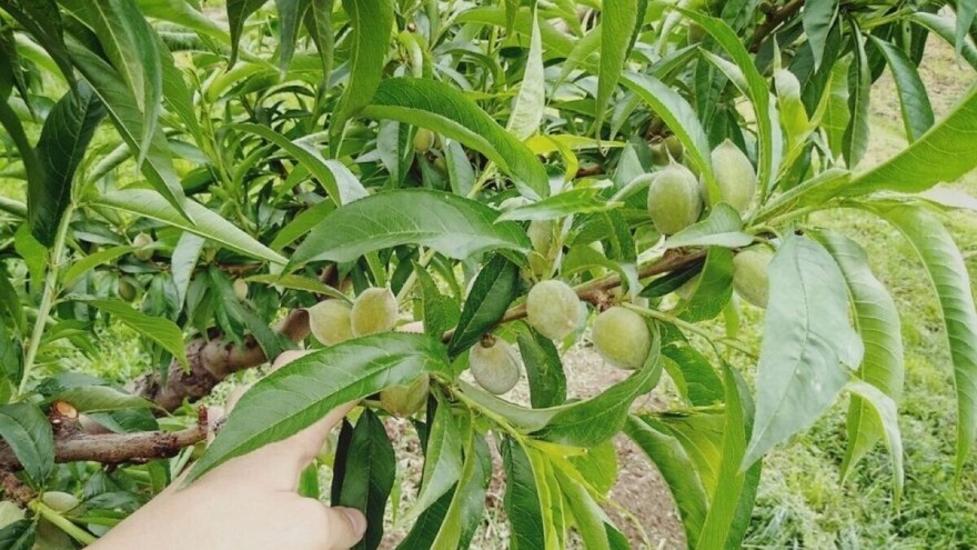 Zašto, kako i kada prorjeđivati plodove voćaka?