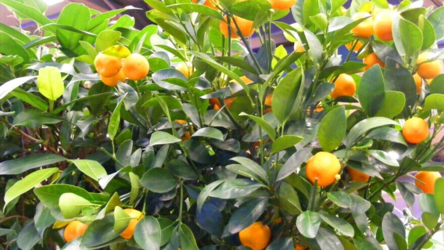 Uzgoj voća u posudama - na balkonu ili terasi