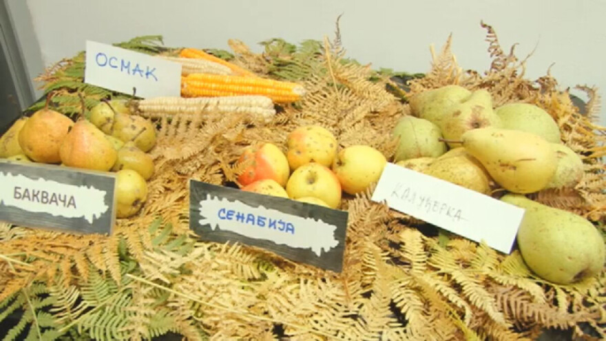 Stare sorte voća otrgnute od zaborava