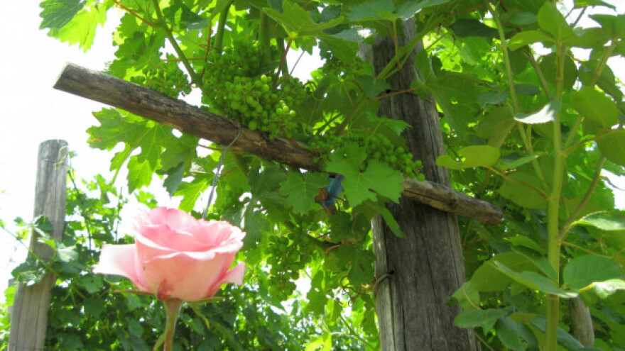 Umesto cveća zasadite - voće!